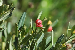 Cneorum tricoccon