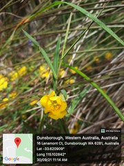 Hibbertia cunninghamii
