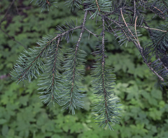 Picea retroflexa