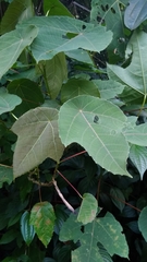 Macaranga triloba