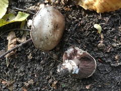 Agaricus bitorquis