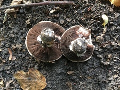 Agaricus bitorquis