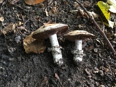Agaricus bitorquis