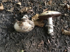 Agaricus bitorquis
