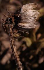 Kleinia cephalophora