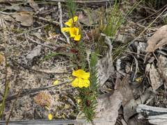 Hibbertia prostrata