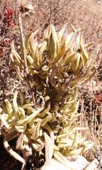 Kleinia cephalophora