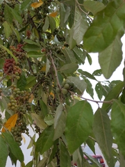 Angiospermae