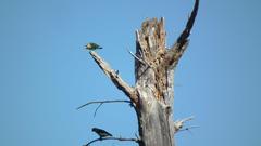 Poicephalus robustus