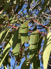 Angophora costata