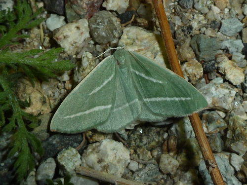 Hylaea pinicolaria