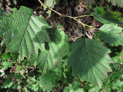 Alnus hirsuta