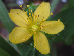 Hypericum erectum