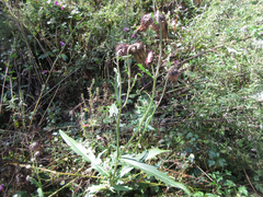 Cirsium pendulum