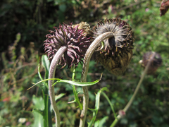 Cirsium pendulum