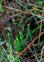 Acrotriche prostrata