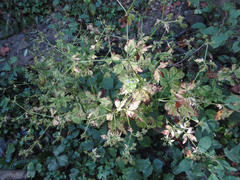 Sanicula chinensis