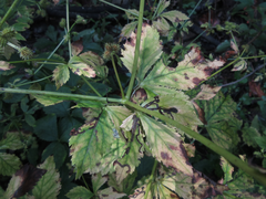 Sanicula chinensis