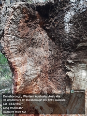 Banksia attenuata
