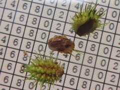 Sanicula chinensis