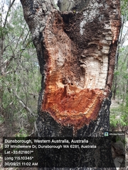 Banksia attenuata