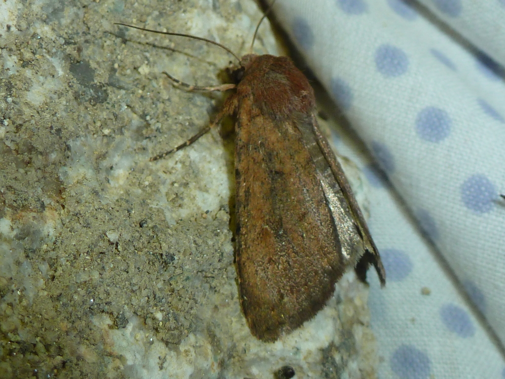 Xestia jordani