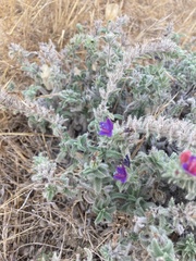 Echium angustifolium