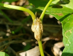 Neolasioptera convolvuli