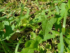 Neolasioptera convolvuli