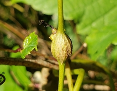 Neolasioptera convolvuli