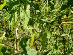 Neolasioptera convolvuli