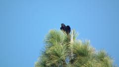 Corvus capensis capensis