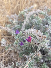 Echium angustifolium