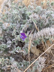 Echium angustifolium