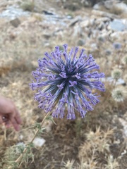 Echinops adenocaulos