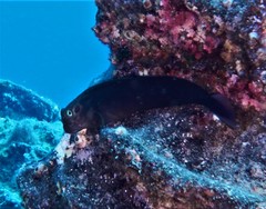 Ophioblennius atlanticus