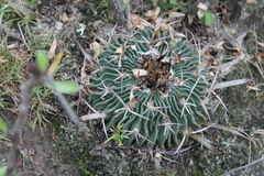 Echinofossulocactus pentacanthus