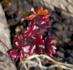 Thalictrum alpinum