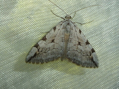 Aplocera corsalta