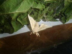 Bombyx mori