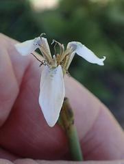 Moraea brevistyla