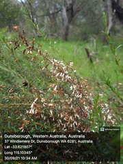 Cryptandra arbutiflora