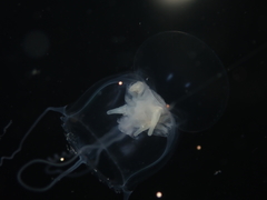 Peachia neozealandica