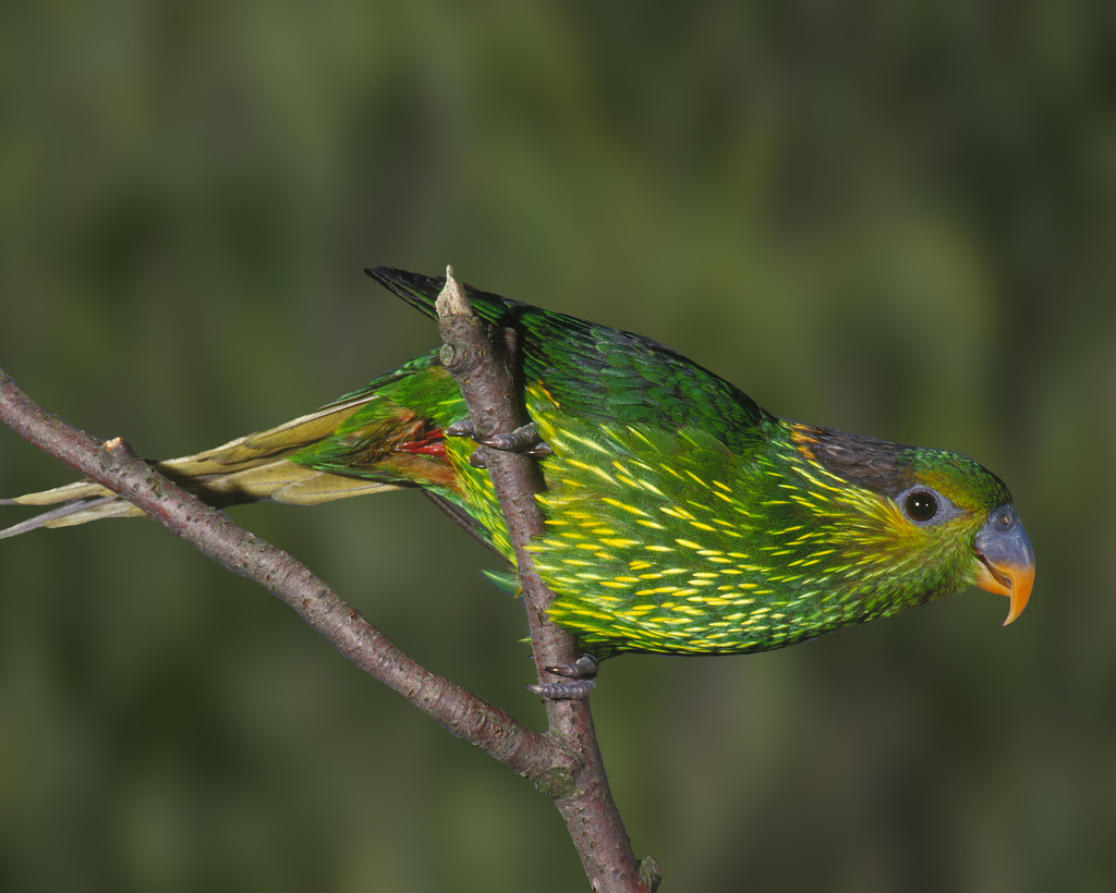 Striated Lorikeet photo