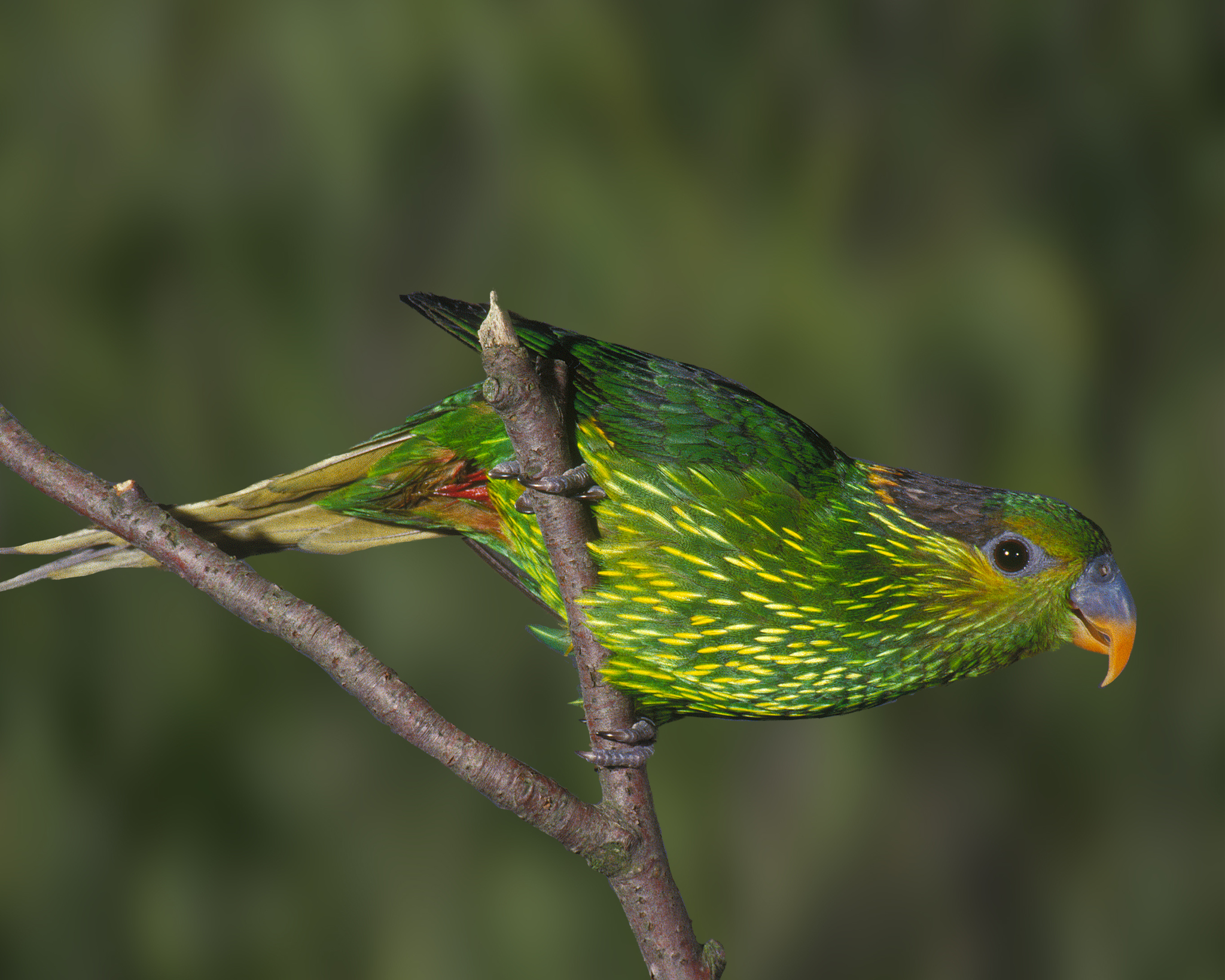 Striated Lorikeet illustration