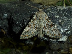 Polymixis flavicincta