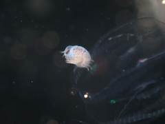 Hyperiidae