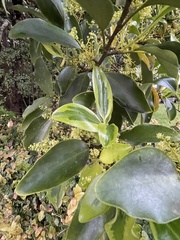 Griselinia littoralis