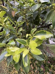 Griselinia littoralis
