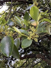 Griselinia littoralis